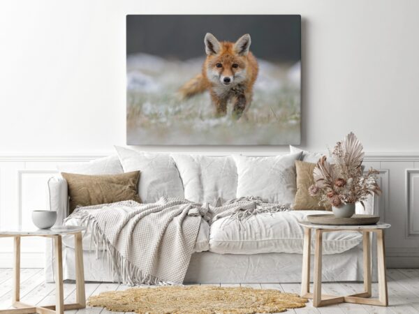 Image d'un renard roux en chasse – Image 3