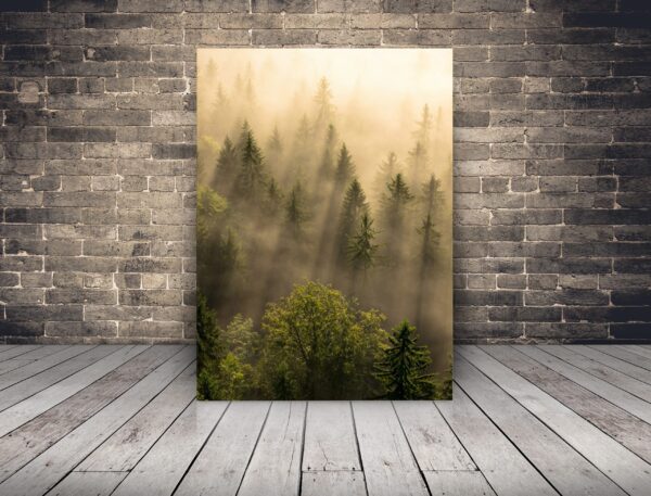 Image de la forêt