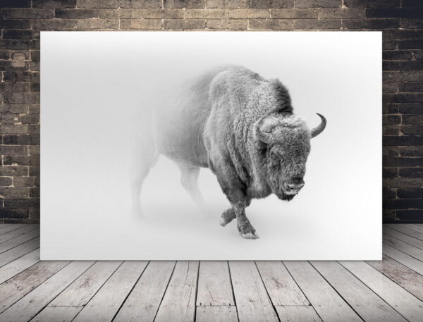 Image d'un bison dans la brume
