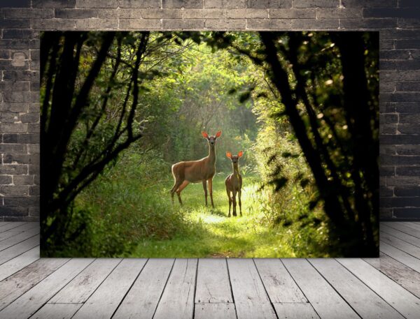 Image d'un chevreuil dans la forêt