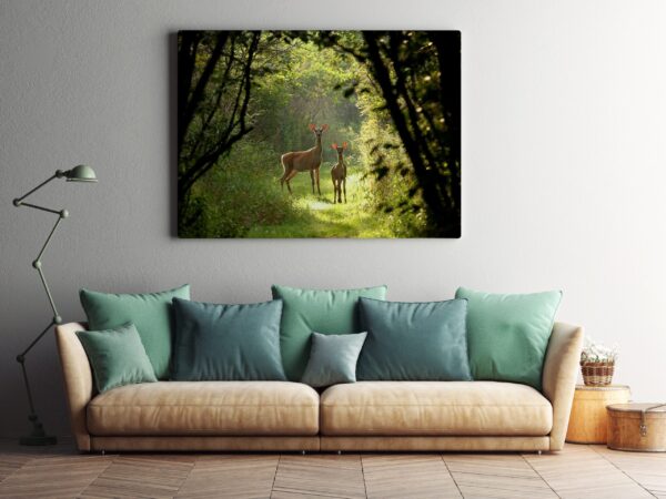 Image d'un chevreuil dans la forêt – Image 3