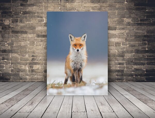Image d'un renard dans le champ