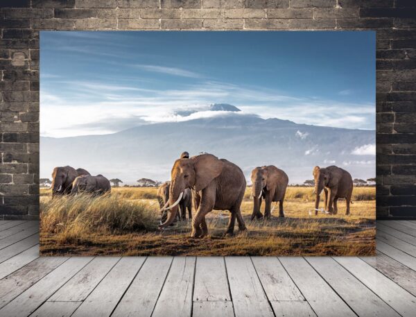 Une image d'un troupeau d'éléphants