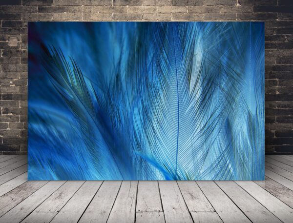 Une image de plumes bleues