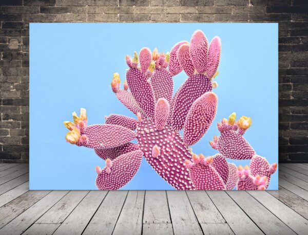 Une image d'un cactus rose