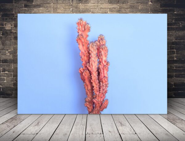 Une image d'un cactus en rose