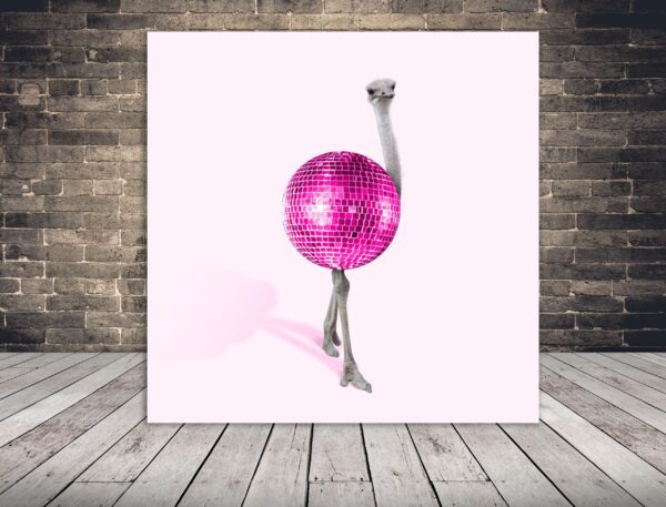 Image disco d'autruche