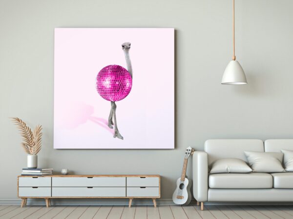 Image disco d'autruche – Image 3