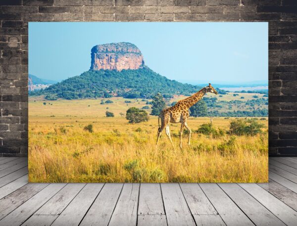 Image d'une girafe qui marche