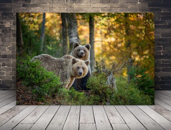 L'image des petits oursons