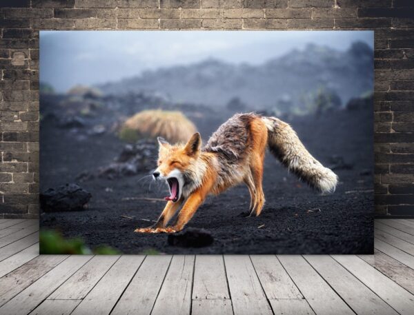 Image Renard endormi