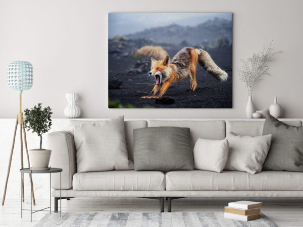 Image Renard endormi – Image 3