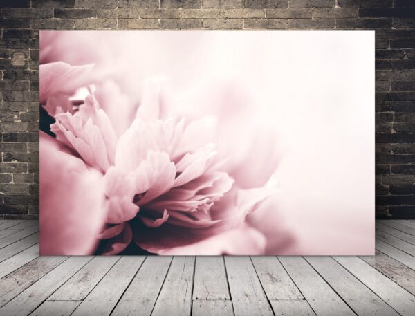 Image de pivoine beige