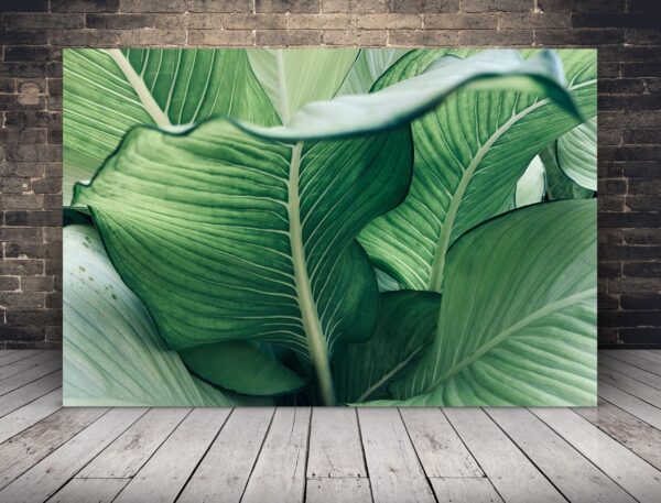 Image de feuille tropicale