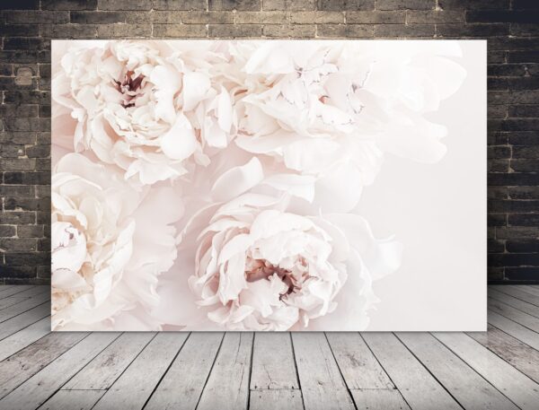 Image de pivoines pastel