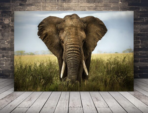 Une image d'un éléphant