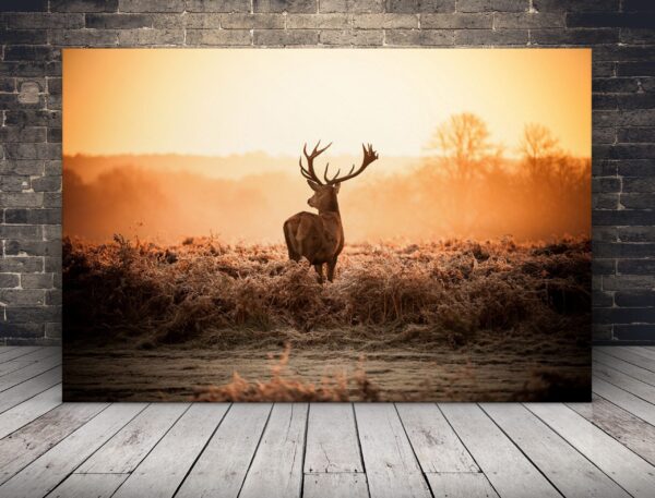 Image d'un cerf dans le rut