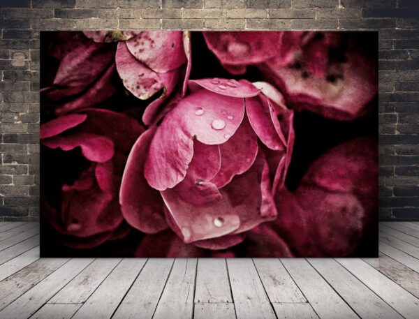 Une image de pivoines roses