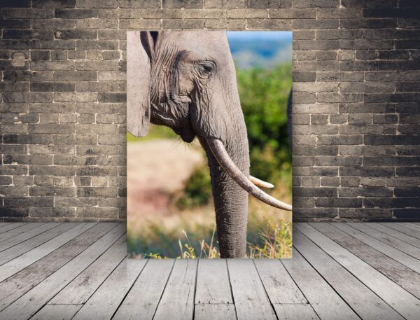 Une image d'un éléphant de profil