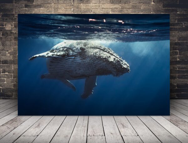 Baleine