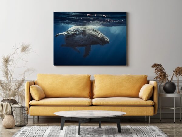 Baleine – Image 3