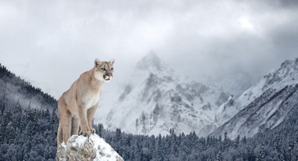 Image de Puma dans les montagnes – Image 2