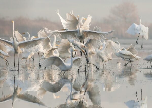 Une image d'un cygne dansant – Image 2