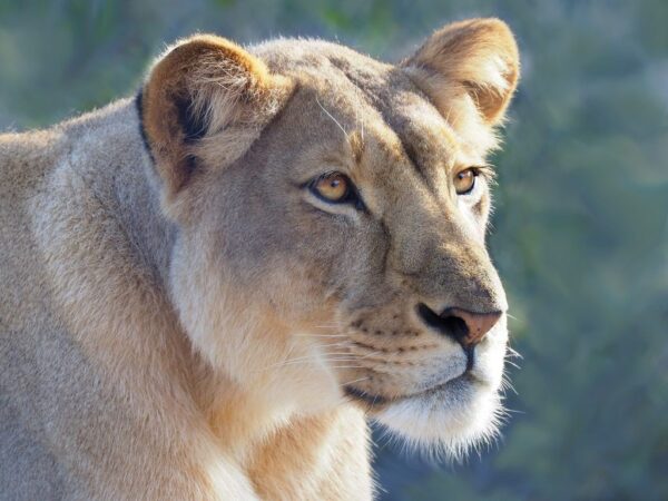 Une image d'un portrait d'un lion – Image 2