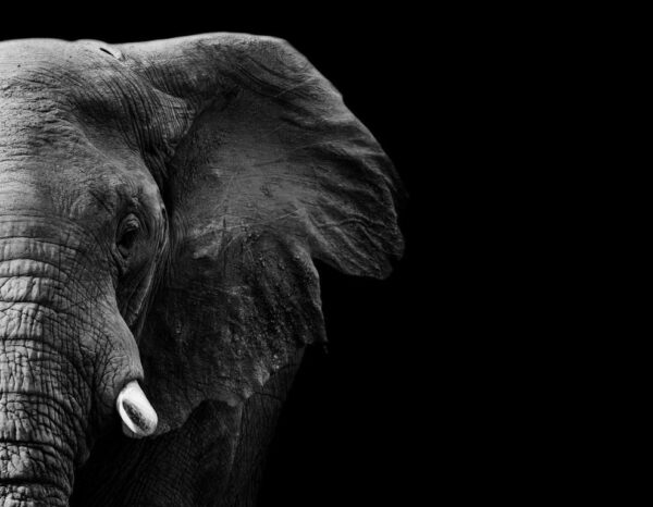 Une image de profil d'éléphant – Image 2