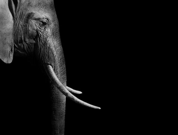 Image de profil droit d'un éléphant – Image 2