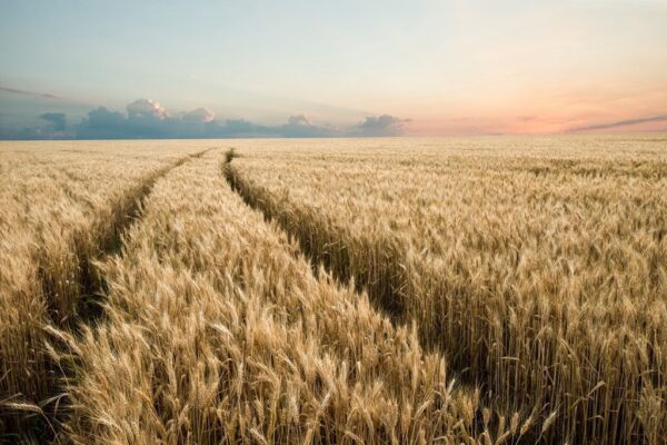 Une image d'un chemin dans le grain – Image 2