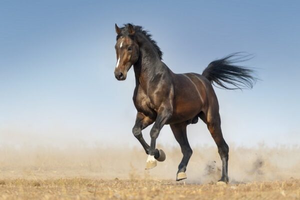 Une image d'un cheval sur le paddock – Image 2