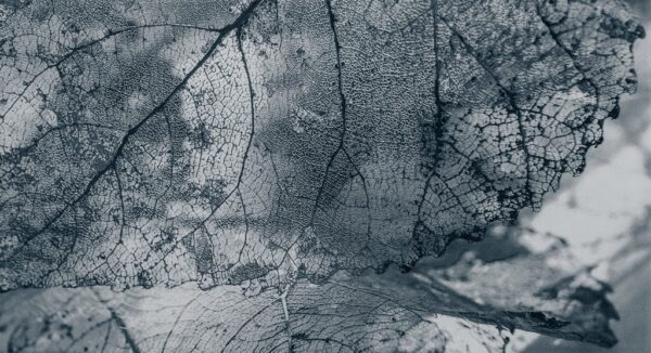 Image de la texture des feuilles – Image 2