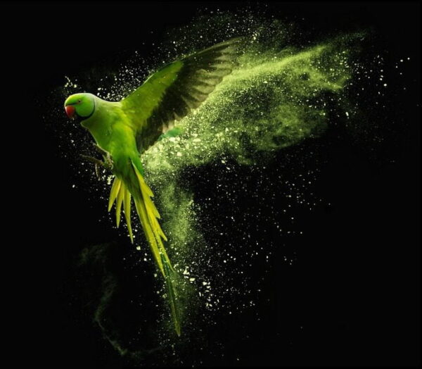 Une image d'un oiseau vert – Image 2