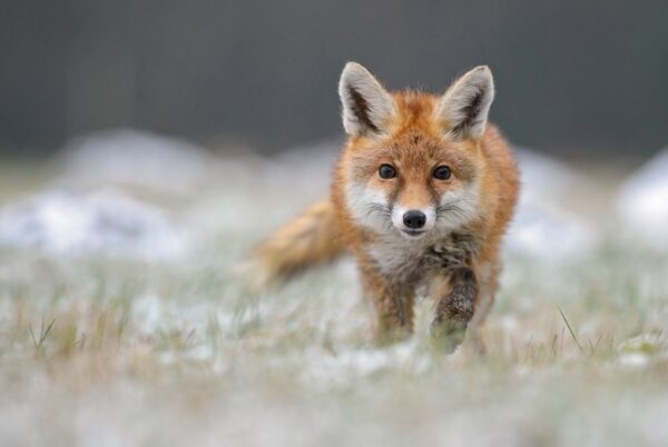 Image d'un renard roux en chasse – Image 2