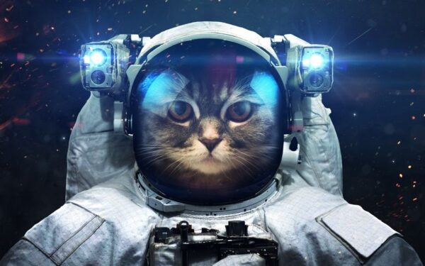 Une image d'un chat cosmonaute – Image 2