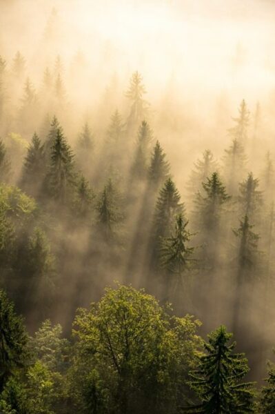 Image de la forêt – Image 2