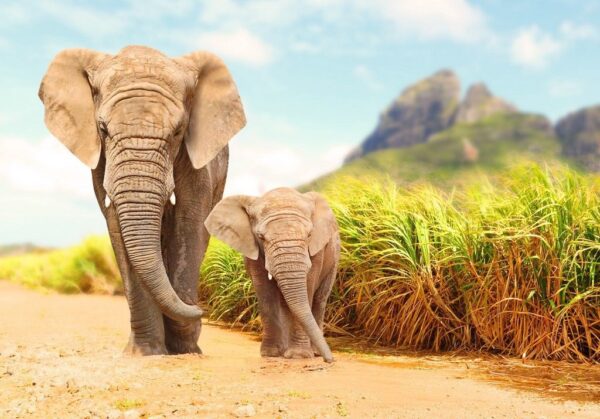 Image d'éléphants qui marchent – Image 2
