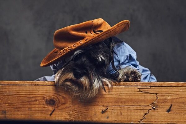 Une image d'un chien dans une casquette – Image 2