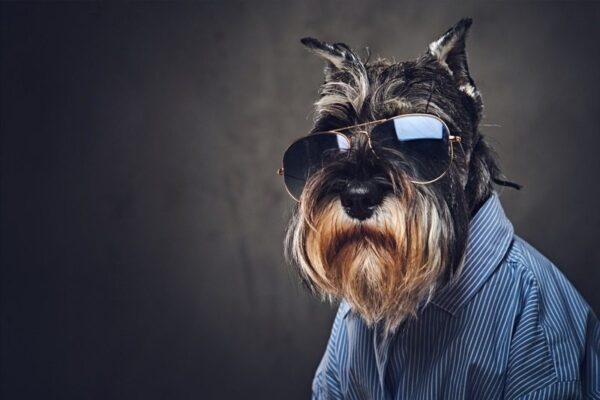 Image de chien cool – Image 2