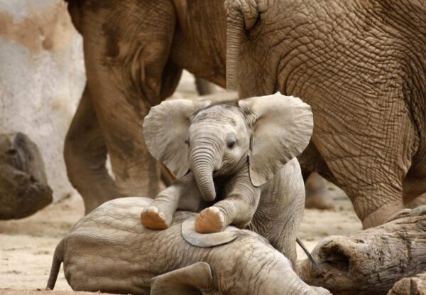 Une image d'un petit éléphant – Image 2