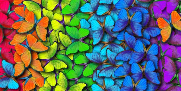 Une image de papillons arc-en-ciel – Image 2