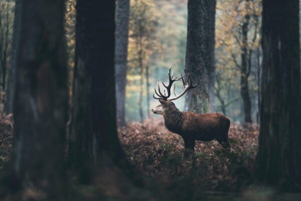 Une image d'un cerf parmi les arbres – Image 2