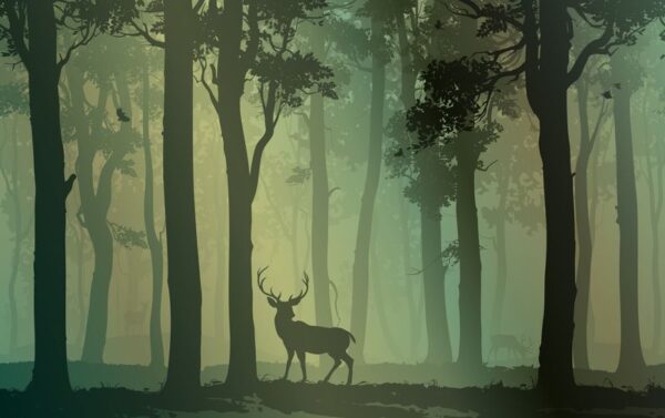 Image de la forêt mystérieuse – Image 2