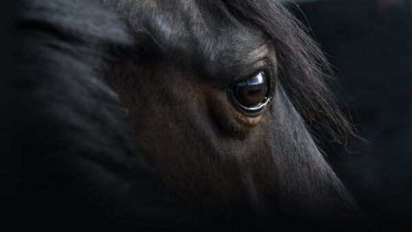 Image d'oeil de cheval – Image 2