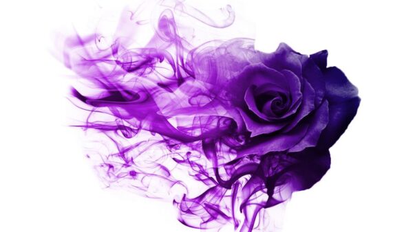 Une image d'une rose fumante – Image 2