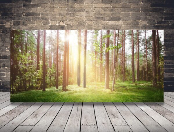 Une image du soleil dans la forêt