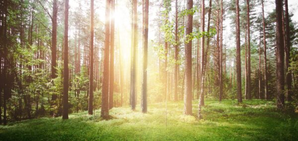 Une image du soleil dans la forêt – Image 2