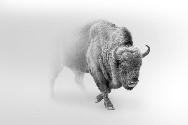Image d'un bison dans la brume – Image 2