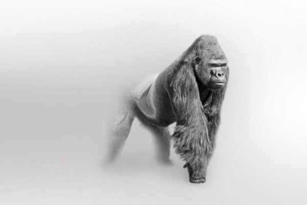 Une image d'un gorille dans le brouillard – Image 2